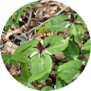 Trillium stamineum