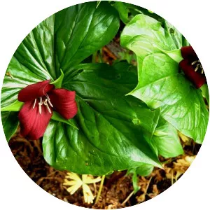 Trillium sulcatum