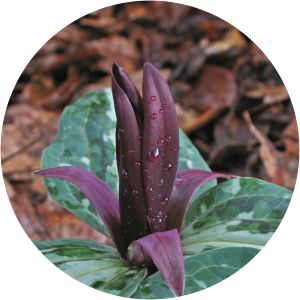 Trillium underwoodii