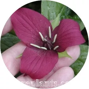 Trillium vaseyi