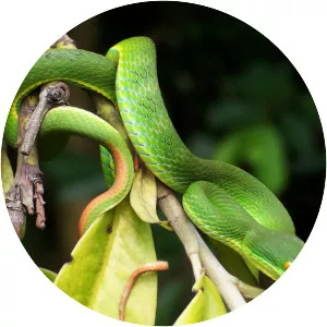Trimeresurus albolabris