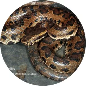 Trimeresurus gracilis