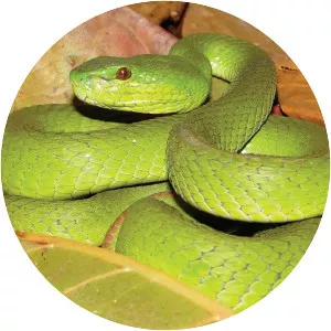 Trimeresurus insularis