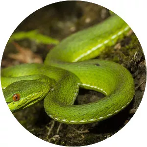 Trimeresurus stejnegeri (Yeşil Güney Asya Yılanı)