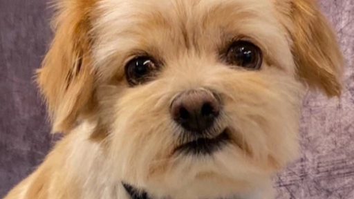 Trimstugan4dogs - Pet groomer in Sweden