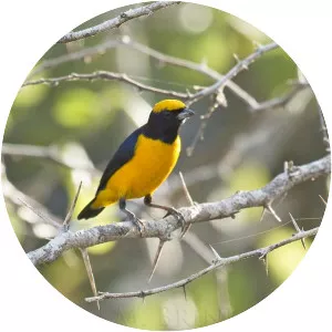 Trinidad euphonia - Bird