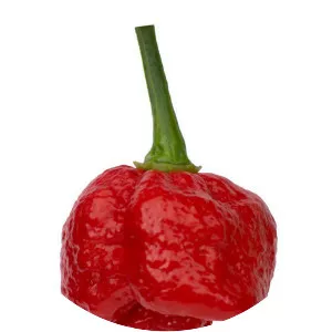 Trinidad Moruga scorpion