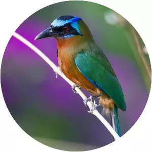 Trinidad motmot