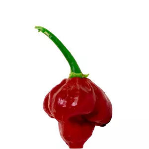 Trinidad Scorpion Butch T pepper - Plants