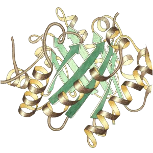 Triosephosphate isomerase - Chemical compound