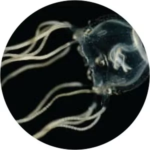 Tripedalia cystophora