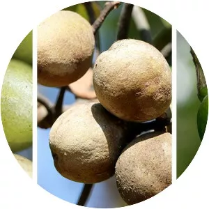 Triphala - 