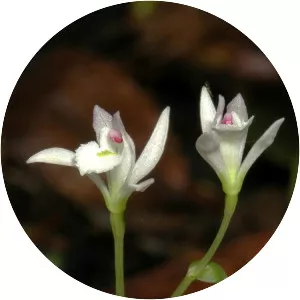 Triphora trianthophoros