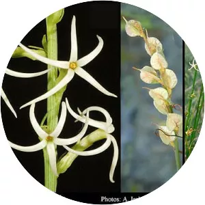 Tripterococcus brunonis - 