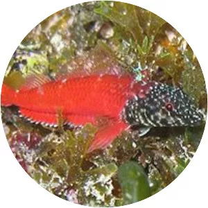 Tripterygion melanurum