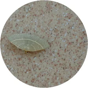 Trisateles emortualis - 