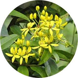 Tristellateia australasiae