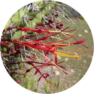 Tristerix aphyllus - 