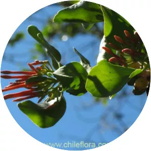 Tristerix corymbosus - Plants