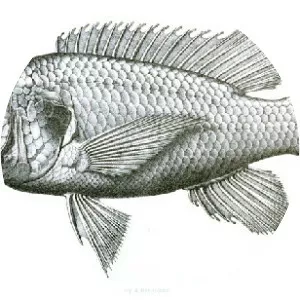 Tristramella sacra - Fish