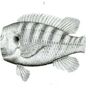 Tristramella simonis - Fish