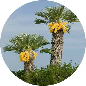 Trithrinax campestris - Plants