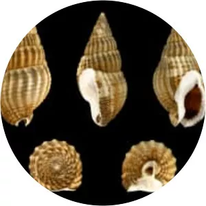 Tritia reticulata