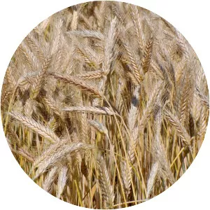 Triticale - Plants