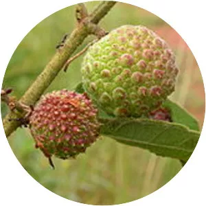 Triumfetta photograph