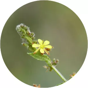 Triumfetta rhomboidea