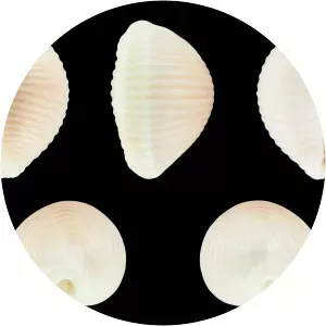 Trivia arctica - Animal