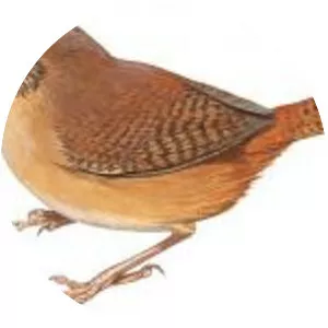 Troglodytes musculus - 