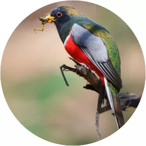 Trogon