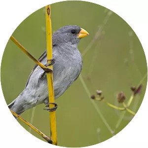 Tropeiro seedeater