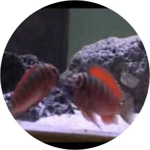 Tropheus moorii - Fish