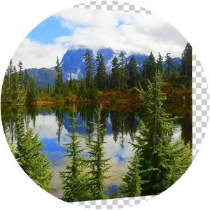 Tropical and subtropical coniferous . . .