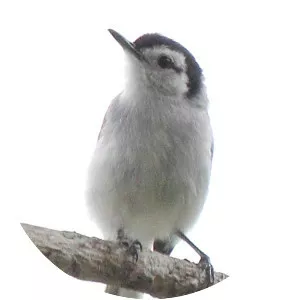 Tropical gnatcatcher