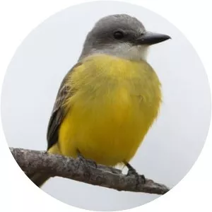 Tropical kingbird