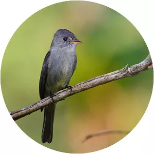 Tropical pewee
