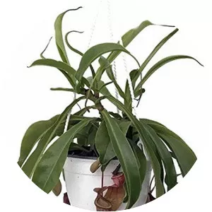 Tropical pitcher plants