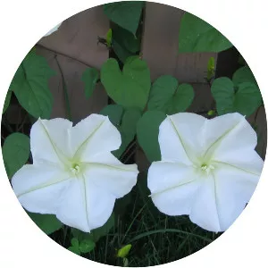 Tropical white morning-glory