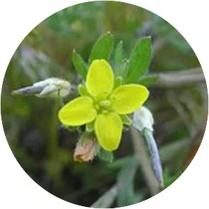 Tropidocarpum gracile