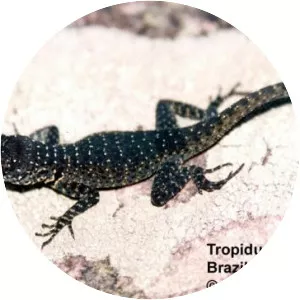 Tropidurus