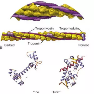 Tropomyosin - 