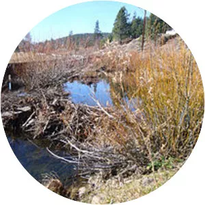 Trout Creek - Tributary in California