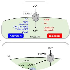 TRPM2 - Protein