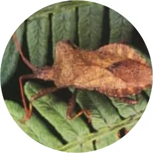 True bugs - Insect