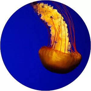 True jellyfishes