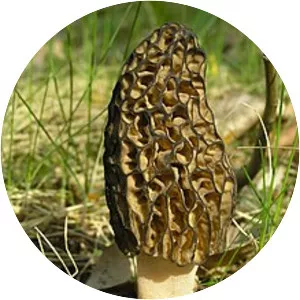 True morels