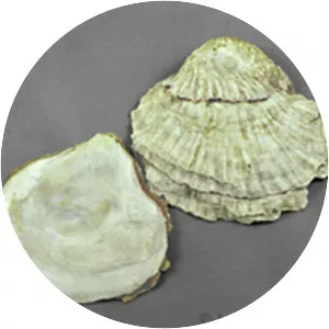 True oysters